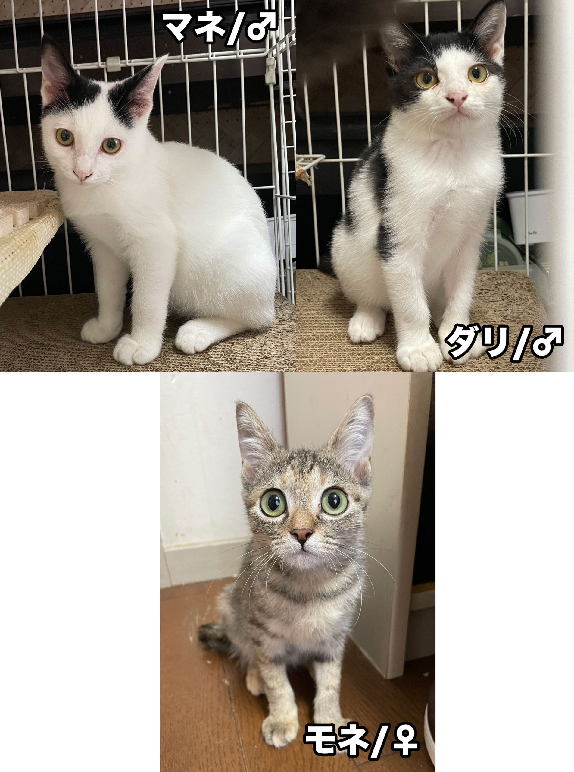 86にゃん様　確認ページ 子猫ちゃん臨時紹介 – 笑にゃんこ王国