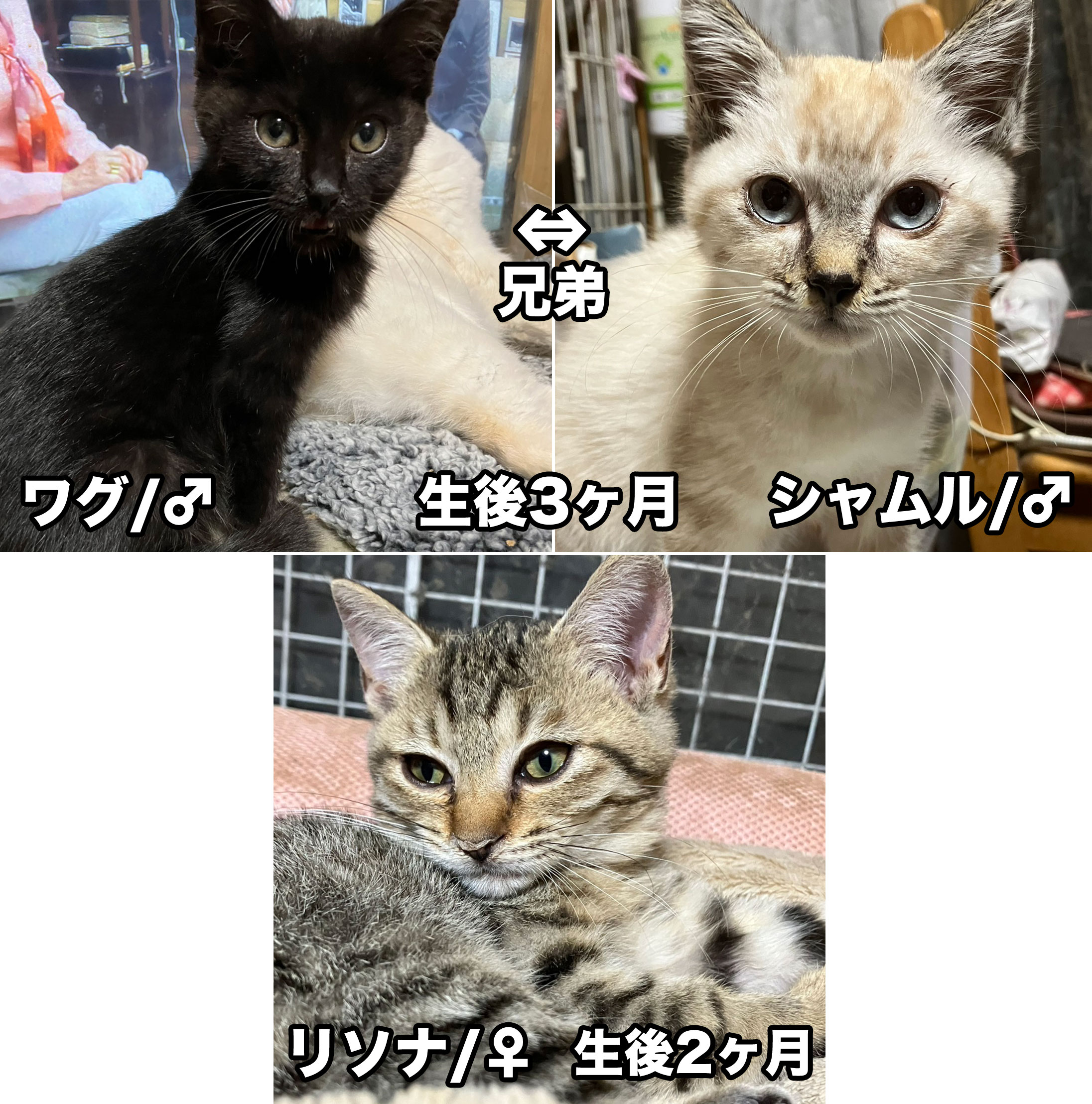 子猫ちゃん臨時紹介 – 笑にゃんこ王国