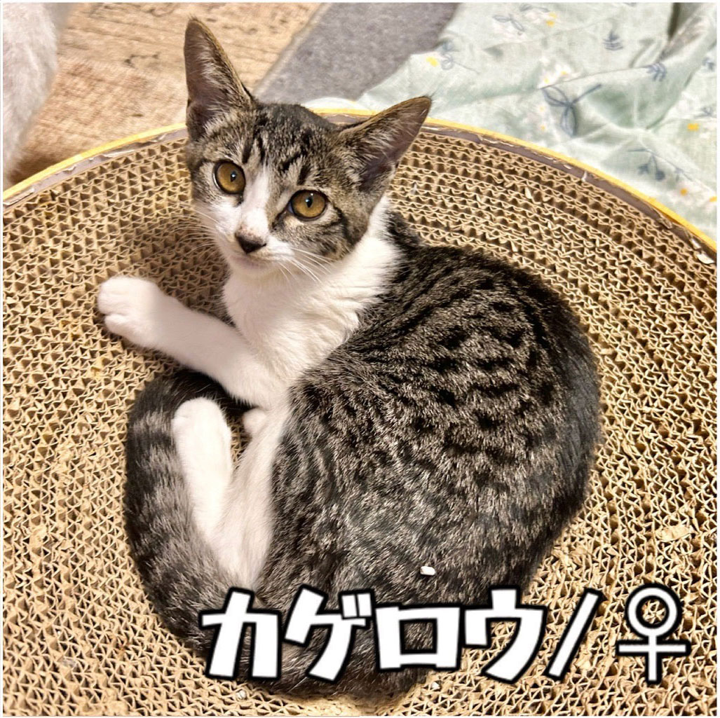 子猫ちゃん臨時紹介 – 笑にゃんこ王国